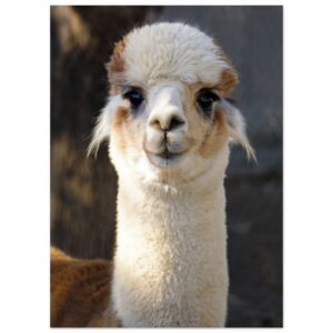 Llama with 2 L's like - Signmakerr